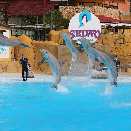 Daire Albatros -